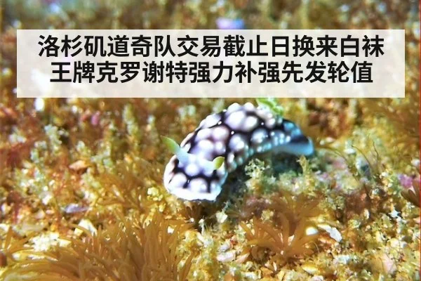 洛杉矶道奇队交易截止日换来白袜王牌克罗谢特强力补强先发轮值